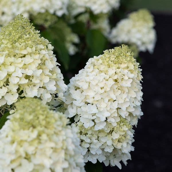 Hydrangea paniculata Living Sugar Rush 'LCN11' PBRAF