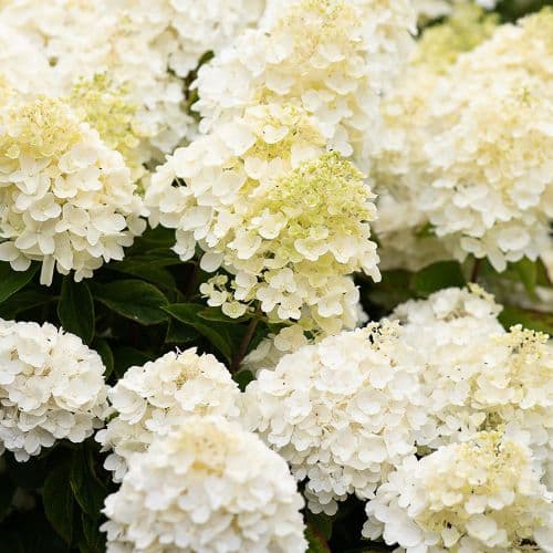 Hydrangea paniculata Living Summer Snow 'LCN05' PBR