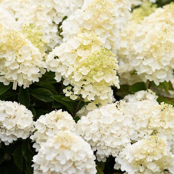 Hydrangea paniculata Living Summer Snow 'LCN05' PBR