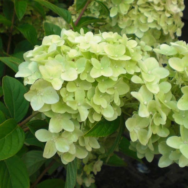 Hydrangea paniculata MAGICAL CANDLE 'Bokraflame' (PBR) Large Specimen Plant