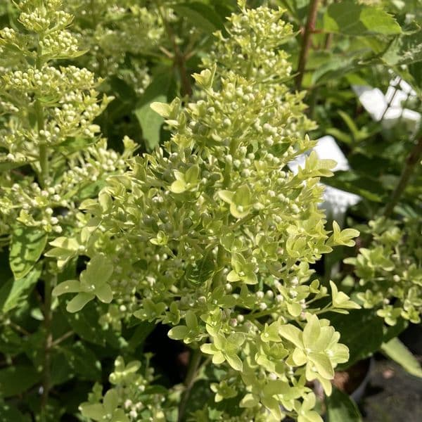 Hydrangea paniculata Magical Lime Sparkle  'Bokralims' (PBR )