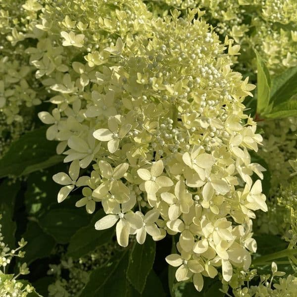 Hydrangea paniculata Magical Lime Sparkle  'Bokralims' (PBR )