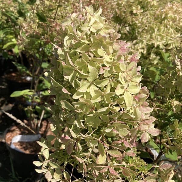 Hydrangea paniculata Magical Lime Sparkle  'Bokralims' (PBR )
