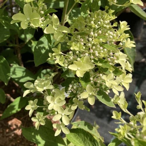 Hydrangea paniculata Magical Lime Sparkle 'Bokralims' (PBR )