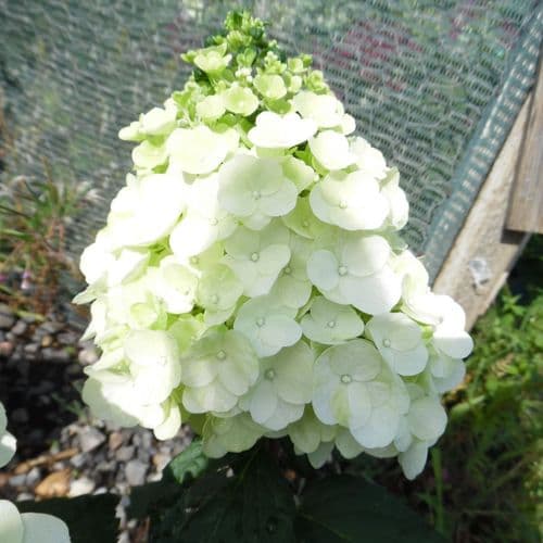 Hydrangea paniculata Magical Mont Blanc = Kolmamon (PBR)