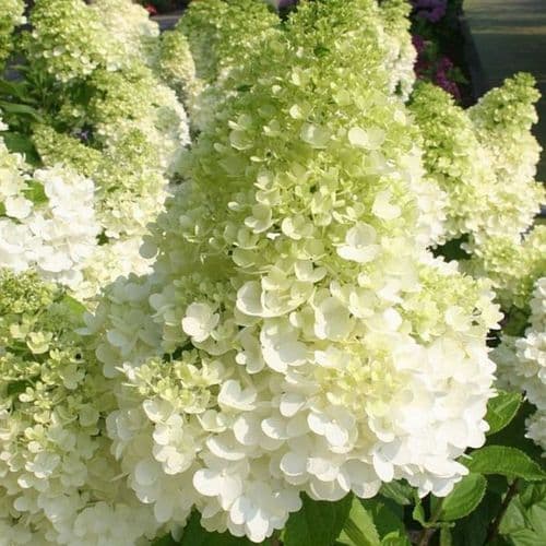 Hydrangea paniculata MAGICAL MOONLIGHT 'Kolmagimo' (PBR)