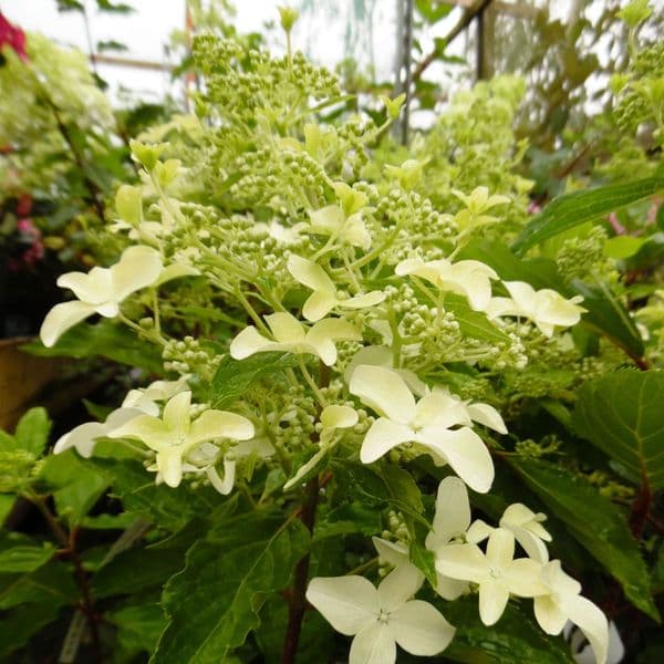 Hydrangea paniculata MAGICAL STARLIGHT 'Degustar' (PBR)