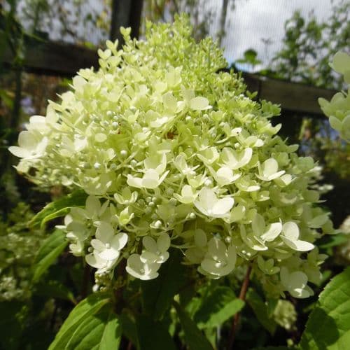 Hydrangea paniculata MAGICAL SWEET SUMMER (Bokrathirteen)