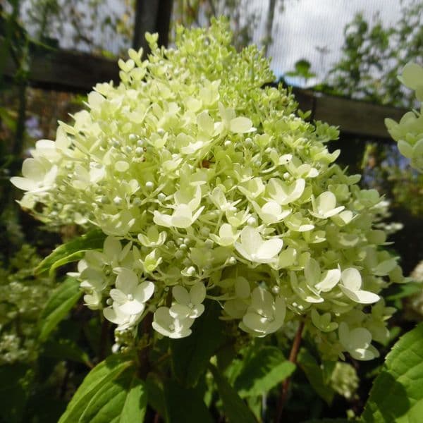 Hydrangea paniculata MAGICAL SWEET SUMMER (Bokrathirteen)