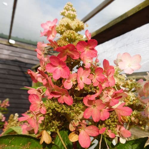 Hydrangea paniculata MAGICAL VESUVIO 'Kolmavesu' (PBR)