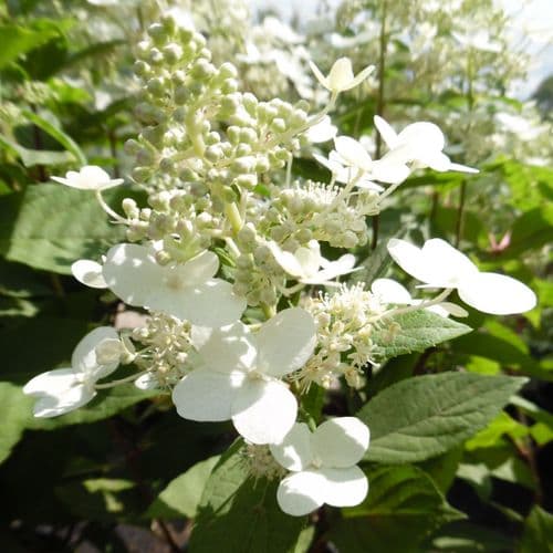 Hydrangea paniculata Mathilde