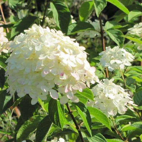 Hydrangea paniculata Mega Pearl