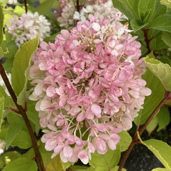 Hydrangea paniculata Mojito GRHP10  (PBR)