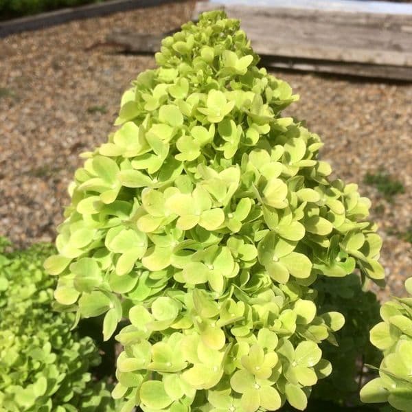 Hydrangea paniculata Mojito GRHP10 (PBR)