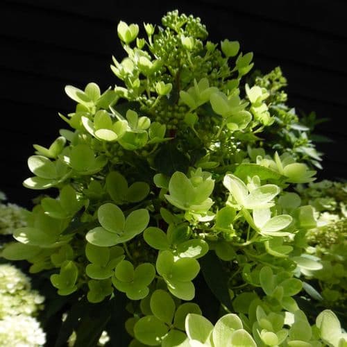 Hydrangea paniculata Pastelgreen Rencolor (PBR) Large Specimen Plant