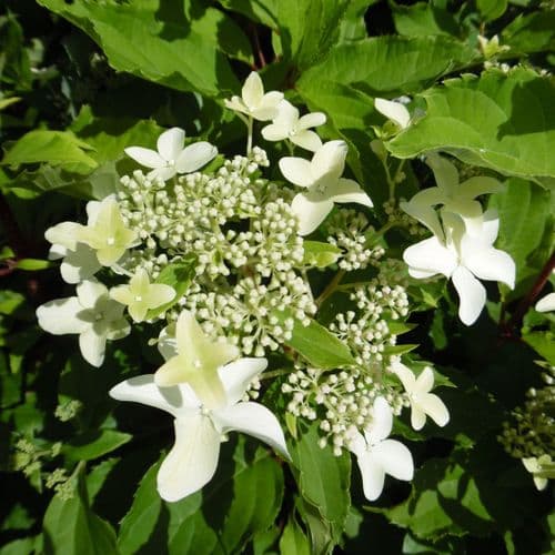 Hydrangea paniculata Perle d' Autumne