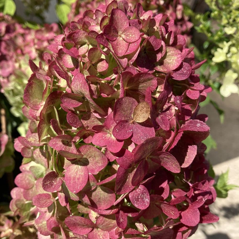 Hydrangea paniculata Petite Cherry COUHARIE PBR