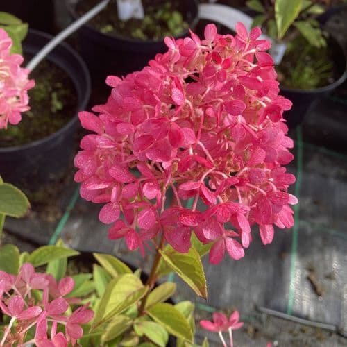 Hydrangea paniculata Petite Flori 'COUSSINE' (PBR)