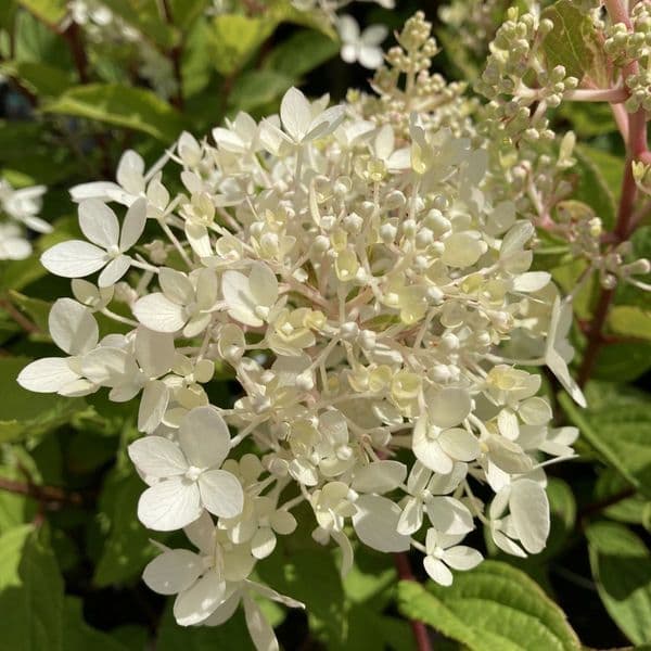 Hydrangea paniculata Petite Lantern 'LISSJUDY' (PBR)
