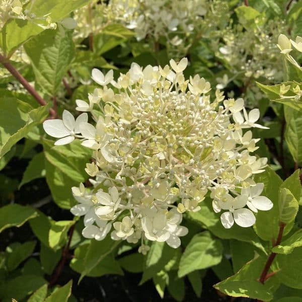 Hydrangea paniculata Petite Lantern 'LISSJUDY' (PBR)