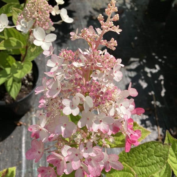Hydrangea paniculata Petite Lantern 'LISSJUDY' (PBR)
