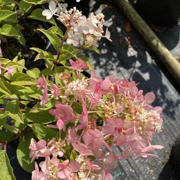Hydrangea paniculata PETITE Star 'COUSTAR02'