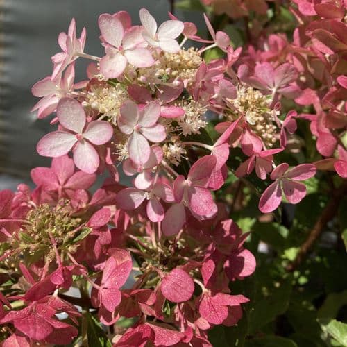 Hydrangea paniculata PETITE Star 'COUSTAR02'