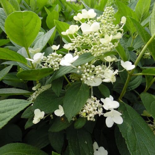 Hydrangea paniculata PINK DIAMOND 'Interhydia' AGM