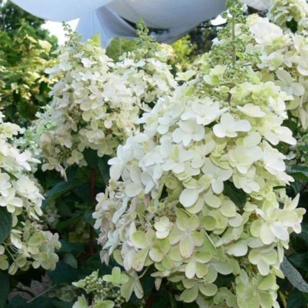 Hydrangea paniculata Pink Lady