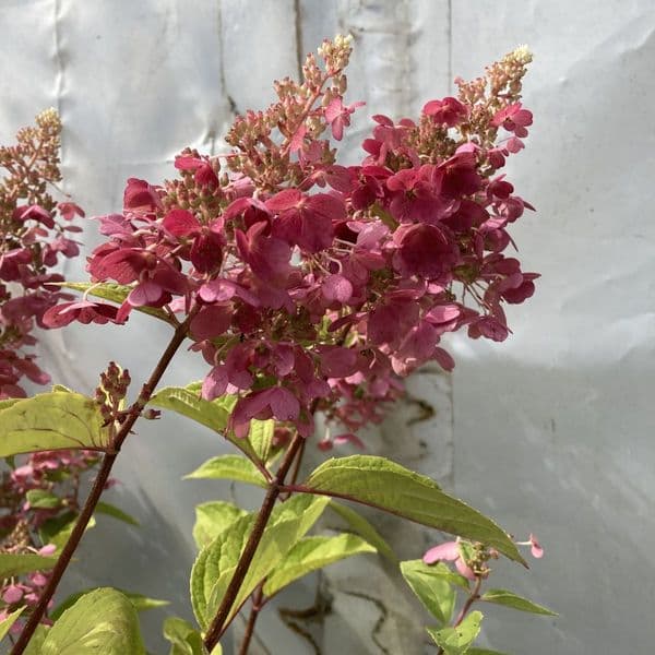 Hydrangea paniculata PINKY-WINKY 'Dvppinky' (PBR)
