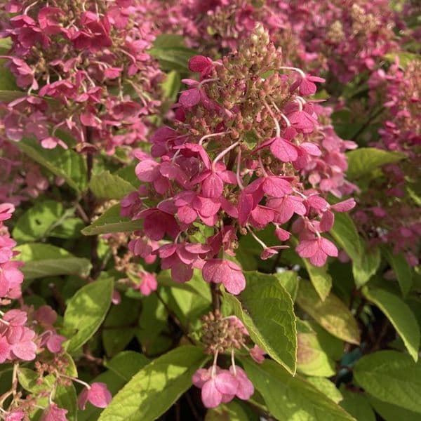 Hydrangea paniculata PINKY-WINKY 'Dvppinky' (PBR)