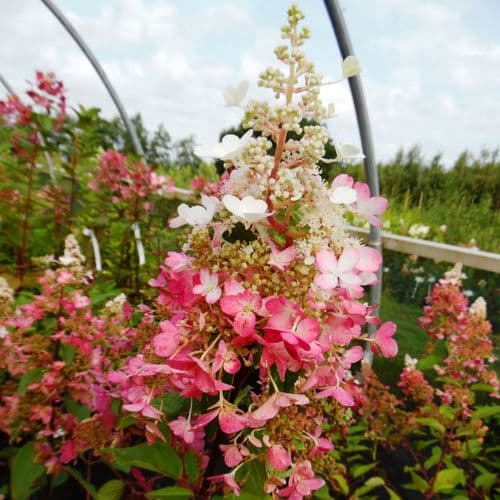Hydrangea paniculata PINKY-WINKY 'Dvppinky' (PBR)