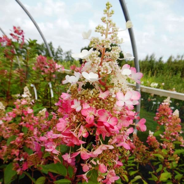 Hydrangea paniculata PINKY-WINKY 'Dvppinky' (PBR)