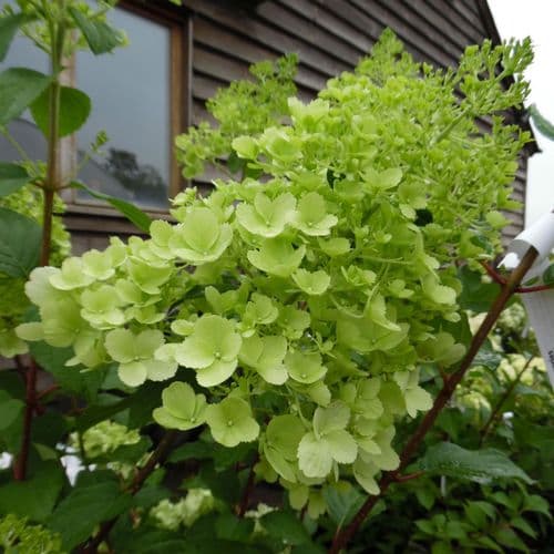 Hydrangea paniculata Polar Bear (PBR)