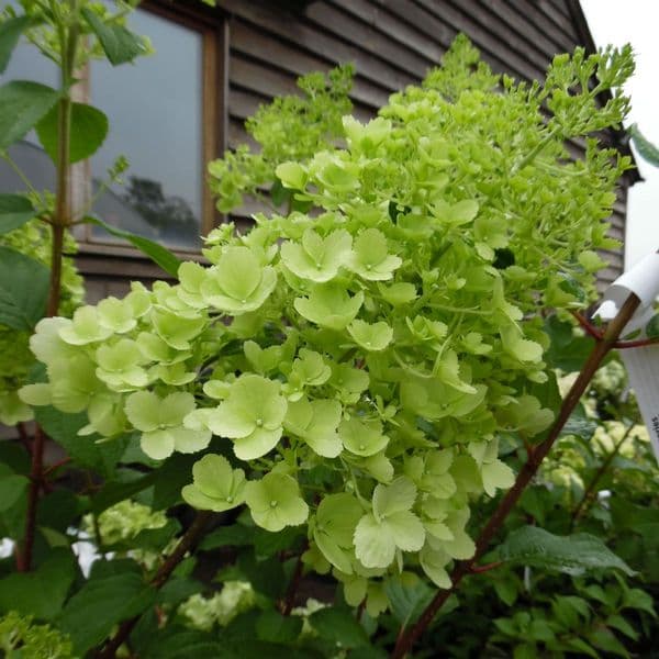 Hydrangea paniculata Polar Bear (PBR)