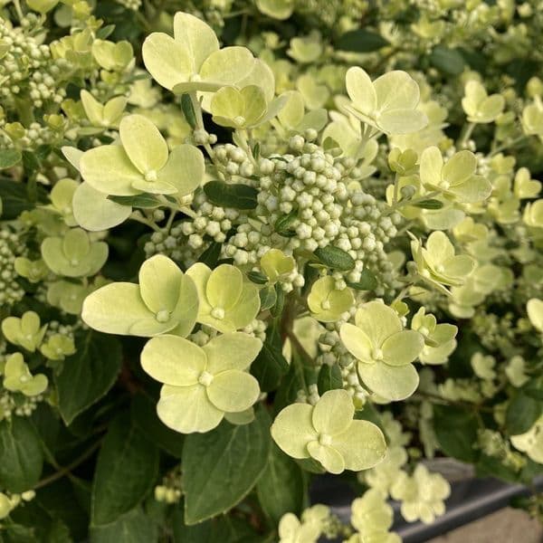 Hydrangea paniculata Polestar 'Breg14' (PBR) or Switch Ophelia
