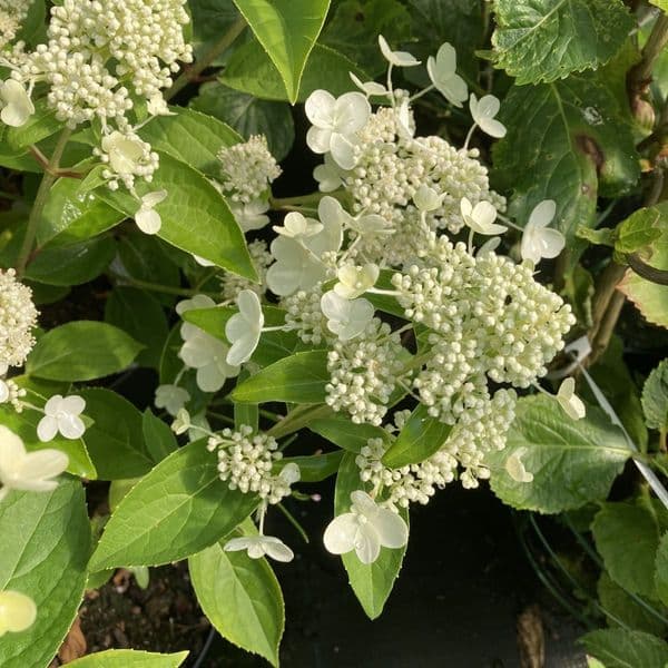 Hydrangea paniculata Prim White 'Dolprim'