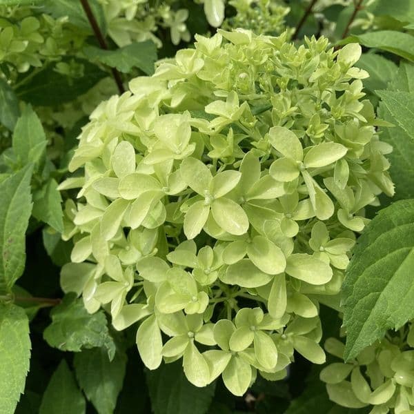 Hydrangea paniculata Quick Fire Fab