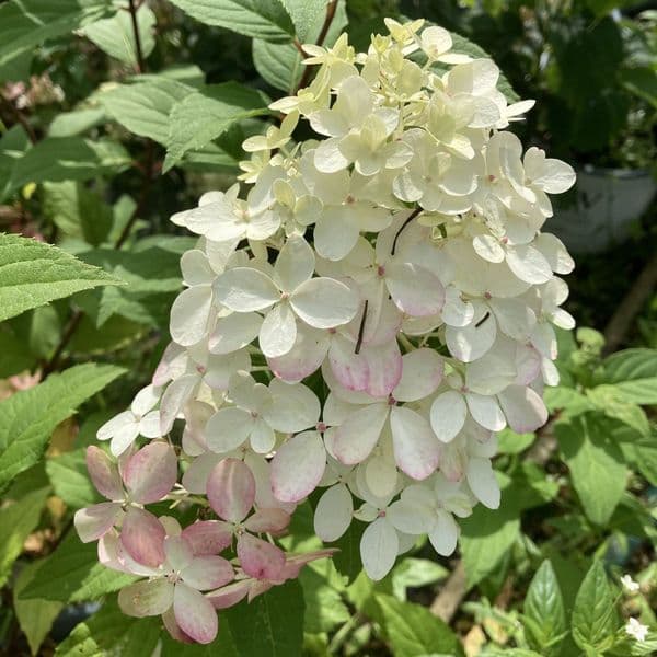 Hydrangea paniculata Quick Fire Fab