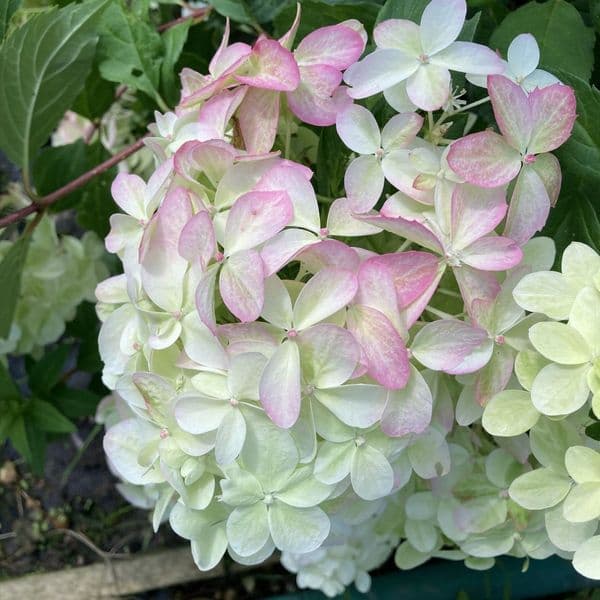 Hydrangea paniculata Quick Fire Fab