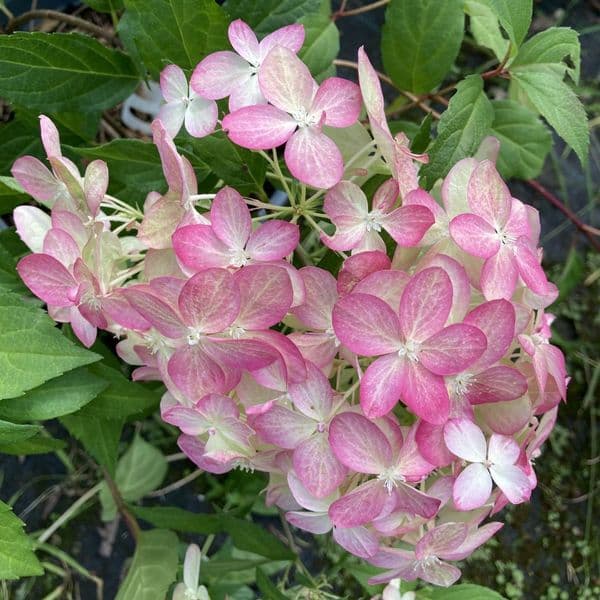 Hydrangea paniculata Quick Fire Fab