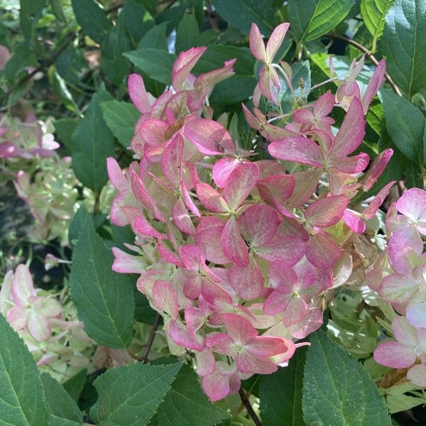 Hydrangea paniculata Quick Fire Fab