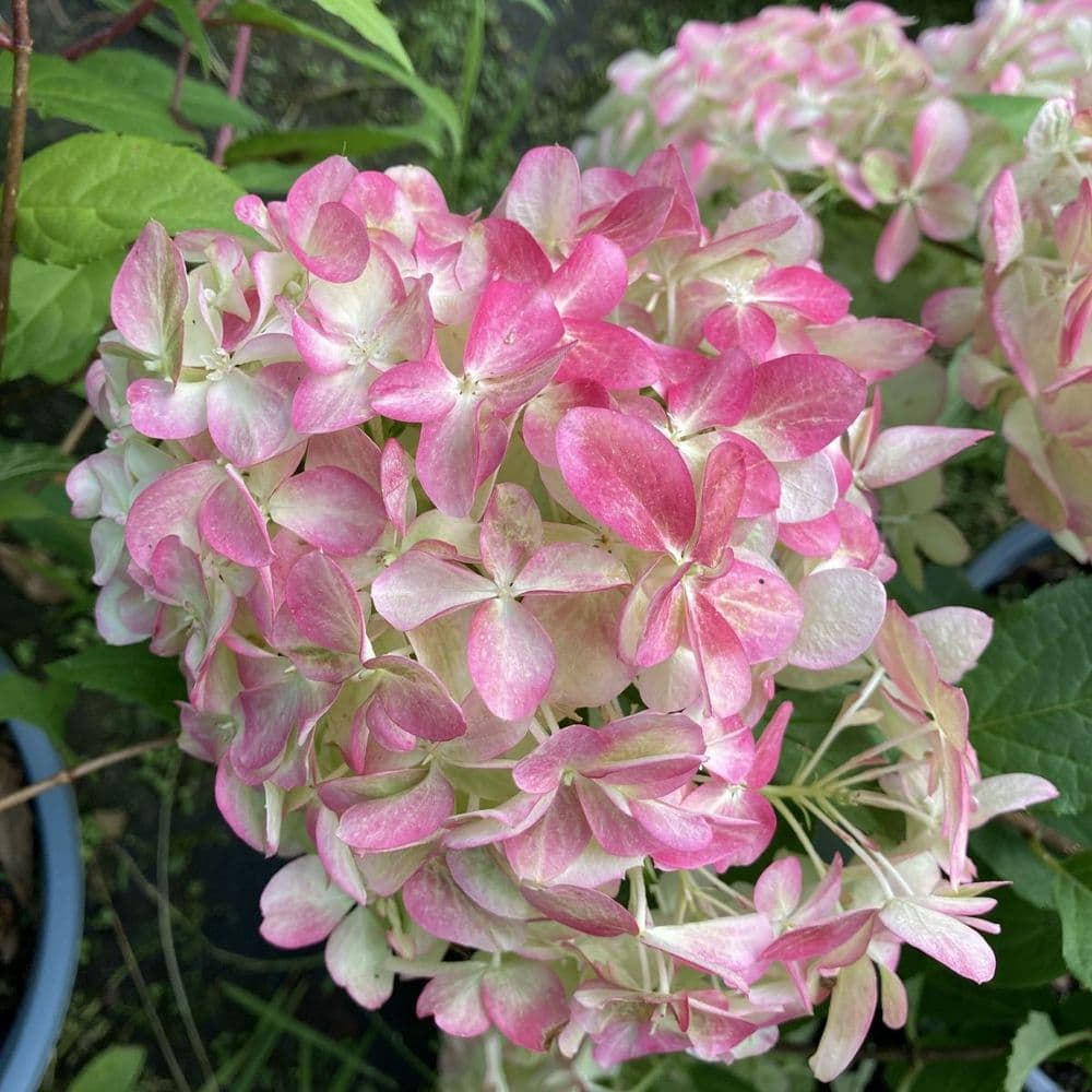 Hydrangea paniculata Quick Fire Fab
