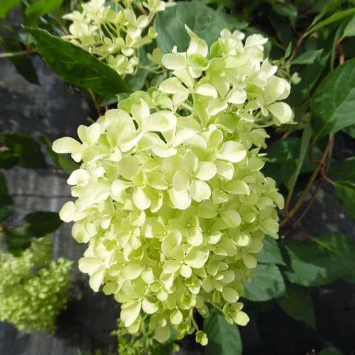 Hydrangea paniculata Romantic Ace 'Renvagor'