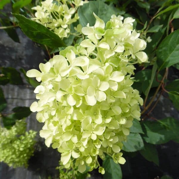 Hydrangea paniculata Romantic Ace 'Renvagor'