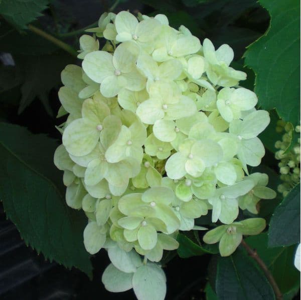 Hydrangea paniculata Silver Dollar AGM