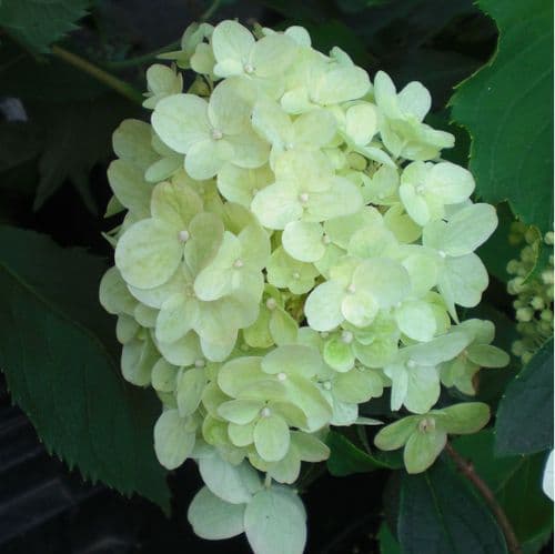 Hydrangea paniculata Silver Dollar AGM Large Specimen Plant