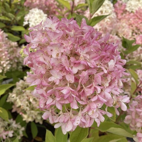 Hydrangea paniculata Skyfall (Frenne) (PBR)