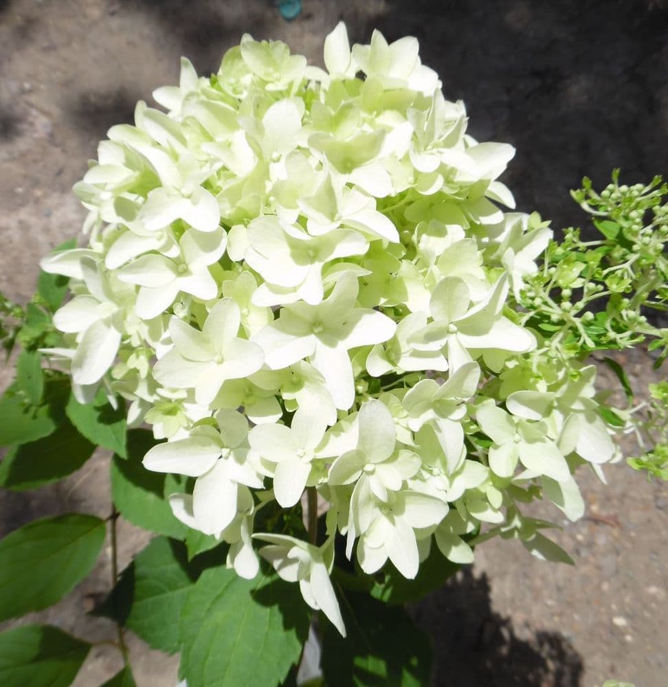 Hydrangea paniculata Skyfall (Frenne) (PBR)
