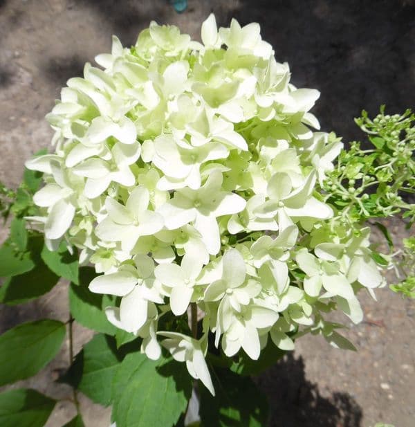 Hydrangea paniculata Skyfall (Frenne) (PBR)